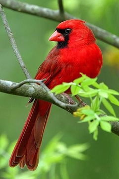 美丽的小鸟壁纸