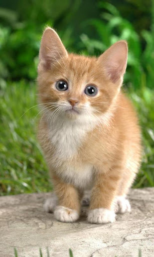 壁纸 动物 猫 猫咪 小猫 桌面 1280_1138