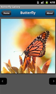 Butterfly Photo Gallery游戏截图1