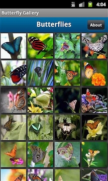 Butterfly Photo Gallery游戏截图2