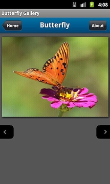 Butterfly Photo Gallery游戏截图3