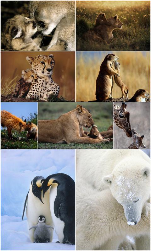 动物家庭  亲情的体现方式多种多样:拥抱的北极熊,依偎在一起的美洲狮