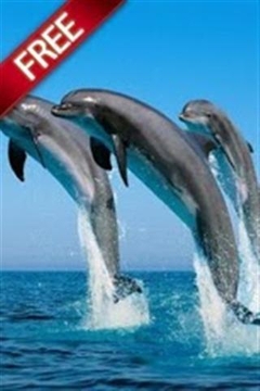 海豚游戲截圖2