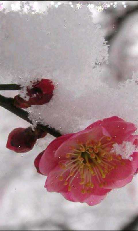 雪梅-绿豆动态壁纸下载