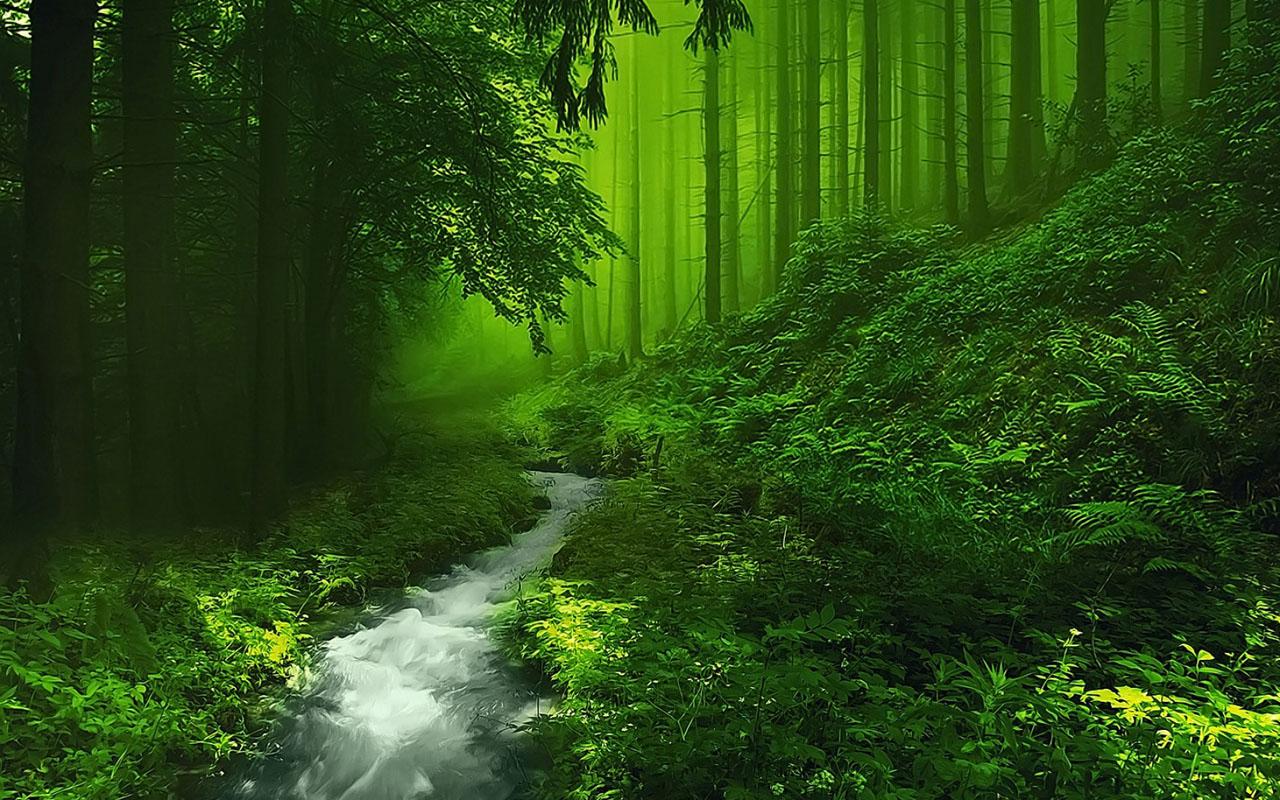 阳光明媚的绿色森林