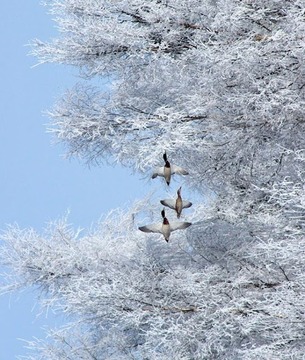 Snow Jigsaw Puzzles游戲截圖1