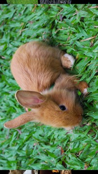 Baby Animal Sounds for Kids游戲截圖4