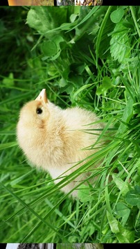 Baby Animal Sounds for Kids游戲截圖3