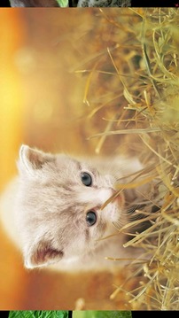 Baby Animal Sounds for Kids游戲截圖2