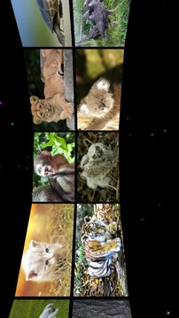 Baby Animal Sounds for Kids游戲截圖1