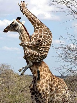 Animal Jigsaw Puzzles游戲截圖4