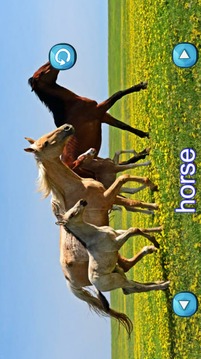 Animals Sounds for Toddlers游戲截圖3