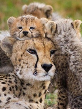 Animal Jigsaw Puzzles游戲截圖2