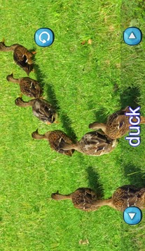 Animals Sounds for Toddlers游戲截圖2