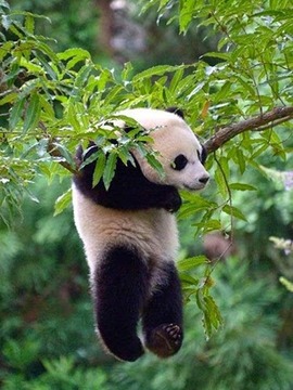 Animal Jigsaw Puzzles游戲截圖1