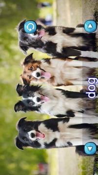 Animals Sounds for Toddlers游戲截圖5