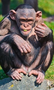 Talking Funny Monkey Free LWP游戲截圖2