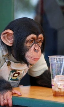 Talking Funny Monkey Free LWP游戲截圖1