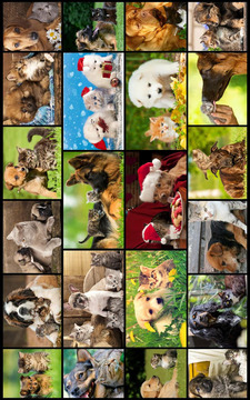 Dogs vs Cats: Kid Puzzle Games游戲截圖2