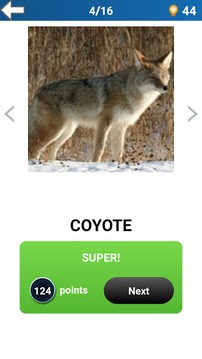 Scratch Animal Quiz游戲截圖4
