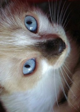 Kittens Muddle Puzzle Game游戲截圖4