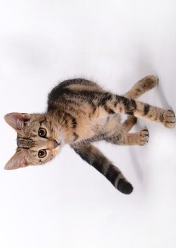 Kittens Muddle Puzzle Game游戲截圖2