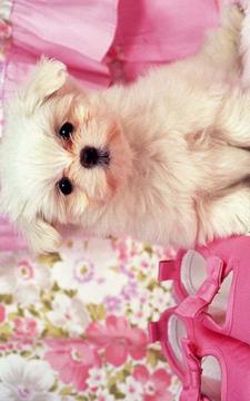 Pink For Girls Puzzle游戲截圖2