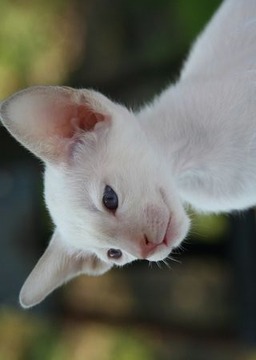 Kittens Muddle Puzzle Game游戲截圖3