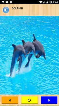 Animals Sound游戲截圖3