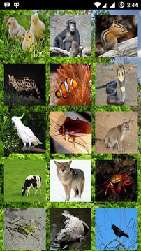 Animals Sound游戏截图1