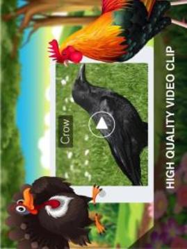 鸟类 闪存卡游戏截图3