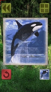 Sliding Puzzle: Animals游戲截圖4
