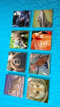Wordsearch Revealer Wildlife游戲截圖2