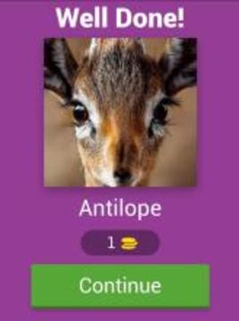 Guess The Animal Pics游戲截圖3
