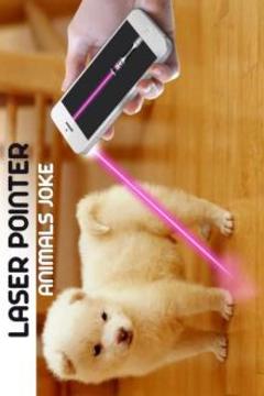 Laser Pointer Animal游戲截圖1