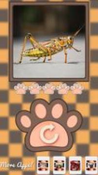 What animal am i?游戲截圖4