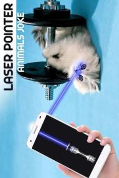 Laser Pointer Animal游戲截圖3