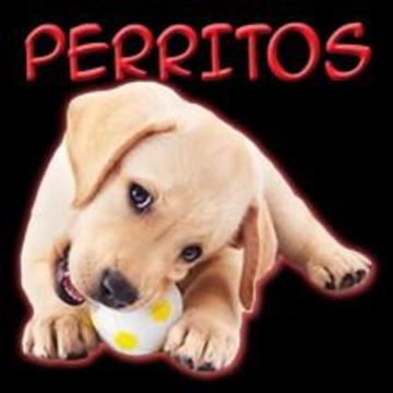 Los Perritos游戲截圖1