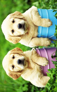 Dog and Puppy Puzzle for Kids游戲截圖1