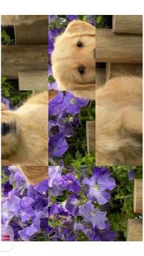 Dog and Puppy Puzzle for Kids游戲截圖4
