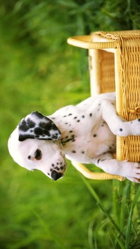 Dog and Puppy Puzzle for Kids游戲截圖3