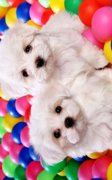 Dog and Puppy Puzzle for Kids游戲截圖2