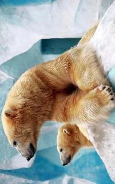 Puzzle - Animals游戲截圖4