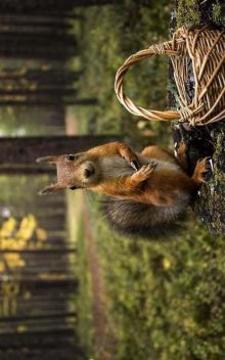 Puzzle - Animals游戲截圖5