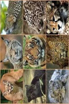 動物園拼圖游戲游戲截圖1