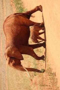 動物園拼圖游戲游戲截圖5
