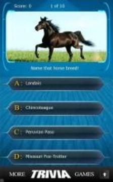 Name that Horse Breed Trivia游戲截圖3
