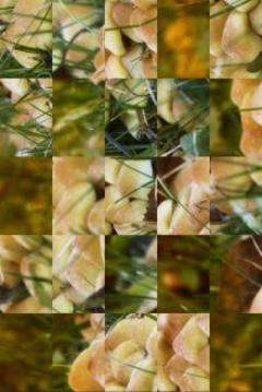 Tile Puzzles · Mushrooms游戲截圖3