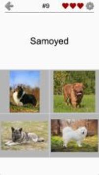 Dogs Quiz - Guess Popular Dog Breeds on the Photos游戲截圖2
