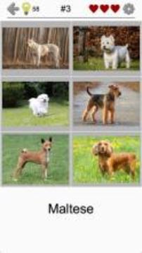 Dogs Quiz - Guess Popular Dog Breeds on the Photos游戲截圖4